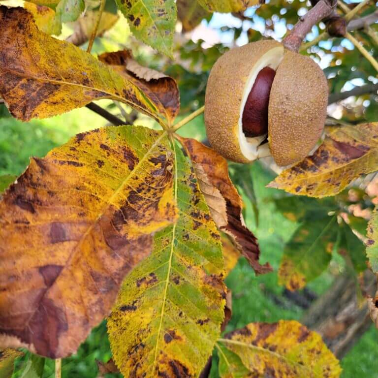 Chestnuts on a tree